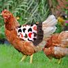 Hen Saddle Standard Hen Saddle Hen Apron Poultry  Apron Poultry Back Protector