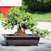 Plastic Flowerpot Succulent Plants Pot Decorative Collection Nursery Pots Garden Balcony Plants Bonsai Pot Rectangle Potted Vase