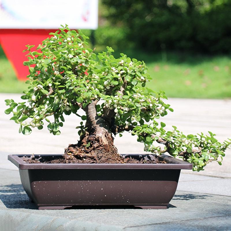 Plastic Flowerpot Succulent Plants Pot Decorative Collection Nursery Pots Garden Balcony Plants Bonsai Pot Rectangle Potted Vase