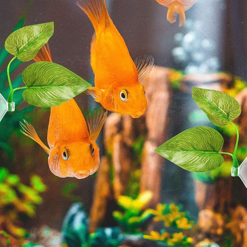 betta fish feeding ring