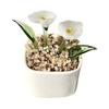 Miniature Glass Flower Figurine Hand Blown Mini Flower Bouquet in Pot Collectible Blooming Flower Ornament for Home Indoor Table Decor