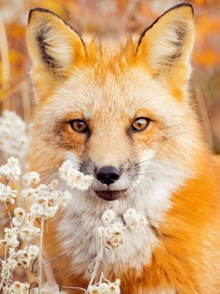 5D Diamond Painting Cross Stitch Animals Diamond Embroidery Fox Full Round Rhinestone Pictures Home Decor
