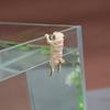 Fish Tank Ornament Realistic Durable Resin Cartoon Pug Dog Hanging Aquarium Pendant Decor