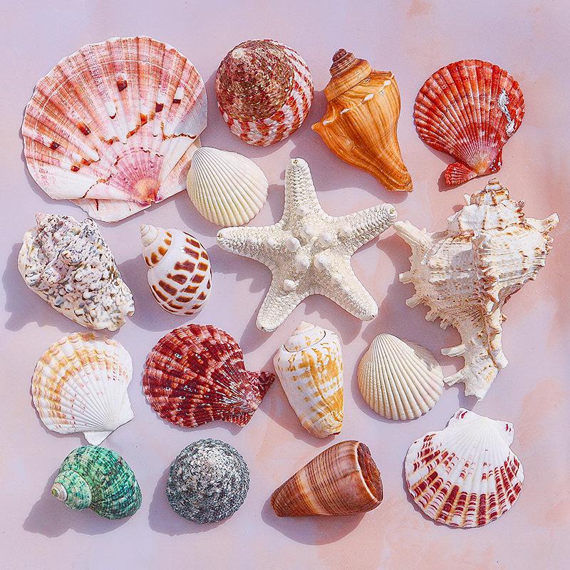 Handmade Natural Seashell Conch & Starfish Frame for DIY Fish Tank or Landscaping