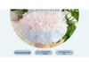 Sommer Prinzessin Haustierkleid: Katzen- und Hundewedding, Ballett, Geburtstagsrock