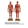 30cm Resina Masculino Estrutura Musculoesquelética Escultura Corpo Modelo Anatômico Modelo