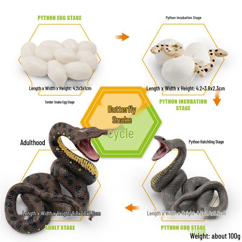 Animal Growth Cycle Models: Chicken, Duck, Goose, Butterfly, Turtle, Frog Montessori Teaching Figurines