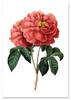 Poster Red Rose Vintage