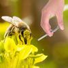 1 Stück Edelstahl Pollen-Sauggerät 9,8 cm Federdruck-Brutrahmen-Nagler Bienenhaltung Reinigung Professionelle Imkereigeräte