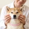 Acrylic Dog Collar Necklace Sparkling Pet Pearl Necklace Elegant Pet Neck Straps  Pet Supplies