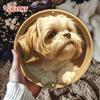 Vintage Shih Tzu Dog Metal Wall Art Durable Aluminum Poster for Home Decor