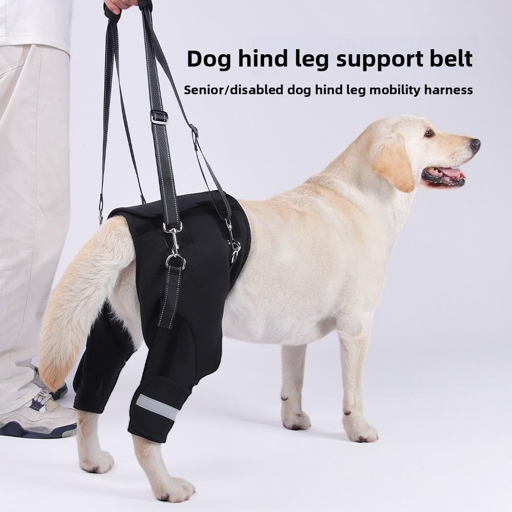 The Hind Legs of The Dog Assist In Taking The Disabled Dog Out for Rehabilitation with A Hind Leg Lift and Leash