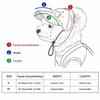 Korean Style Dog Sun Hat with Sunglasses Adjustable Puppy Baseball Cap  Beach Activities