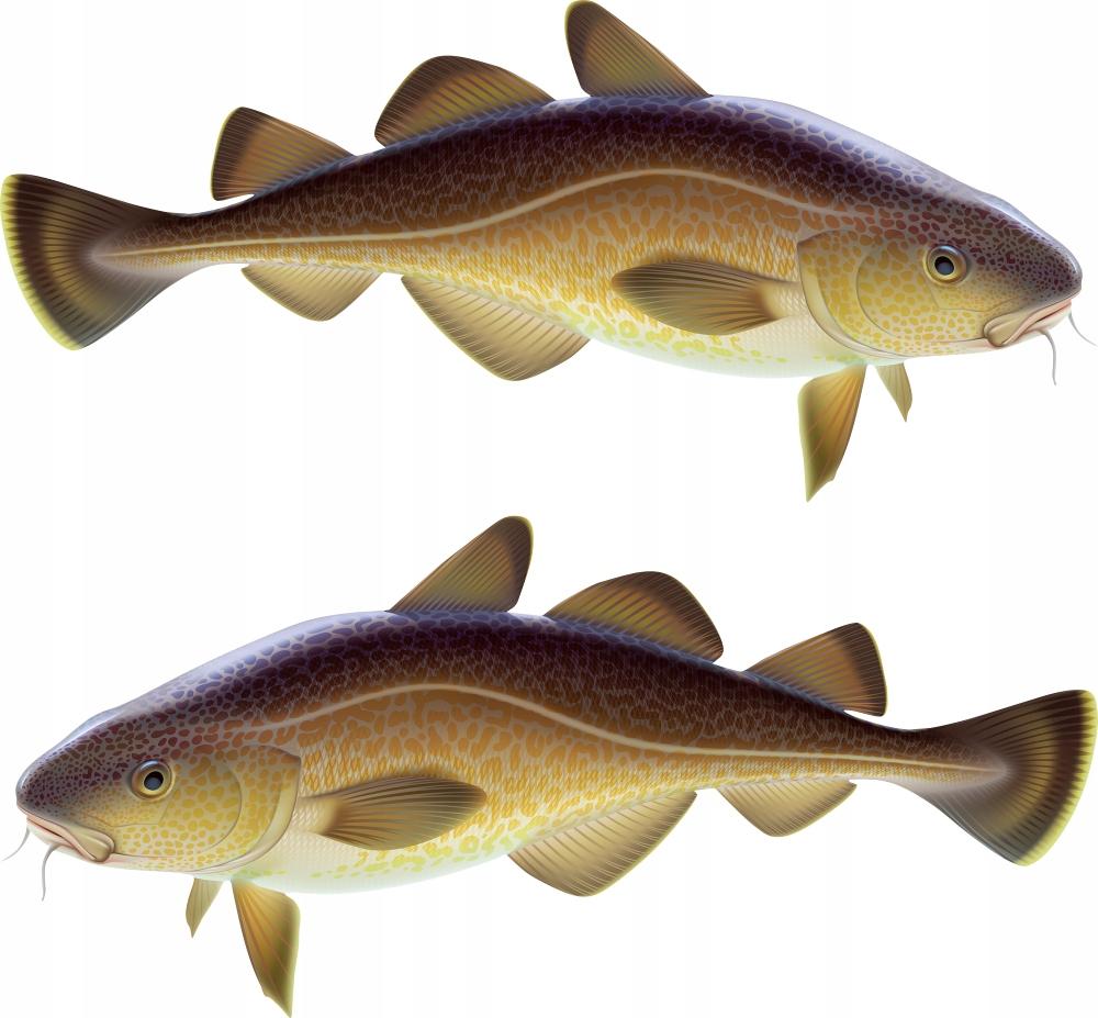 Boat Stickers - 2 X Cod