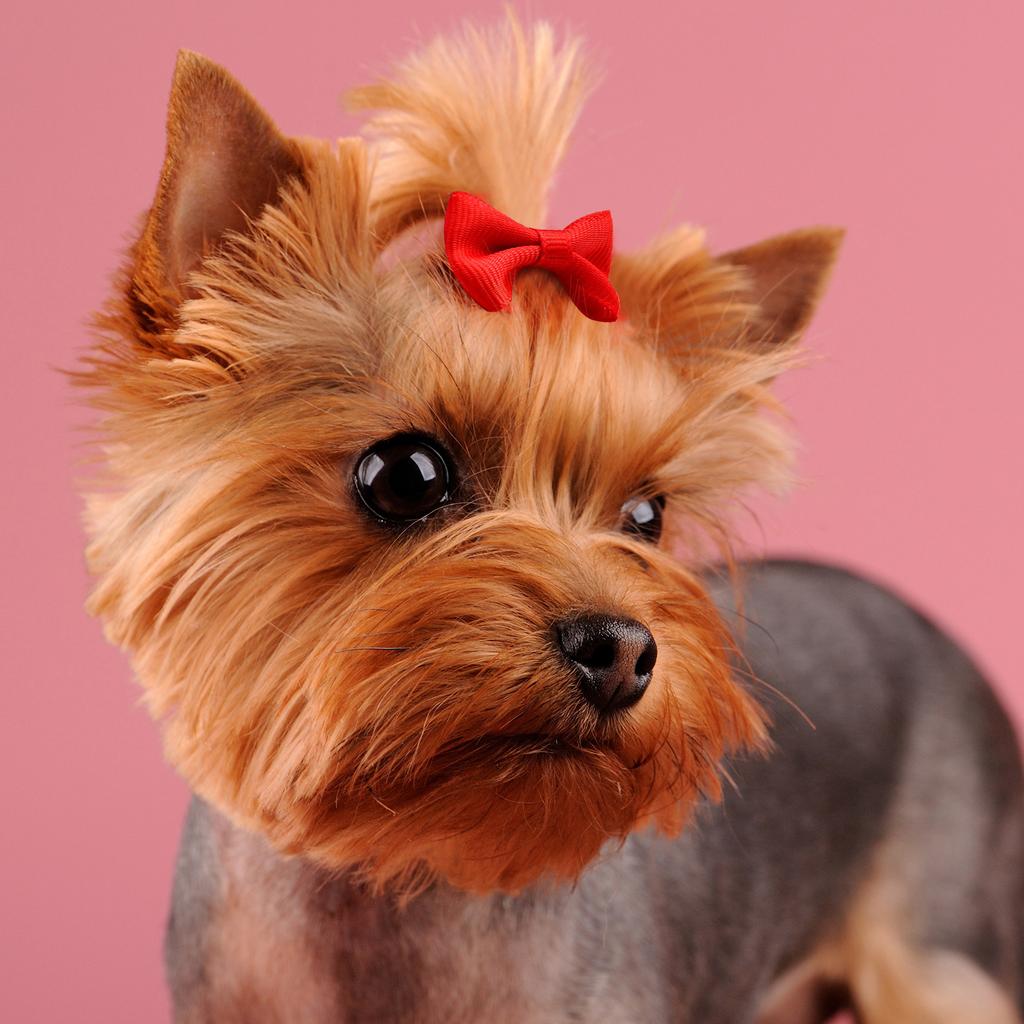 Paket med 50 husdjurshårrosetter blandade färger bekväm och stilfull hårklämma för husdjur vardagsbruk och speciella tillfällen