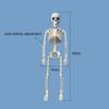 40cm Active Human Skeleton Model Medical Learning Anatomy Skeleton Modle Halloween Party Decoration