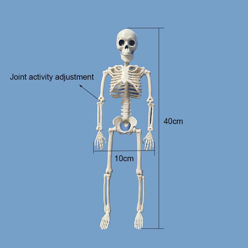 40cm Active Human Skeleton Model Medical Learning Anatomy Skeleton Modle Halloween Party Decoration