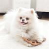Bone-Like Shape Dog Teething Toy Natural Non-Toxic Imitation Bone Dog Toy  Small Dogs