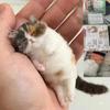 DIY Wool Needle Felting Sheep Felt Poke Cat Bag Creative Animal Gift for Beginners Handmade Simulation Craft Material Bag