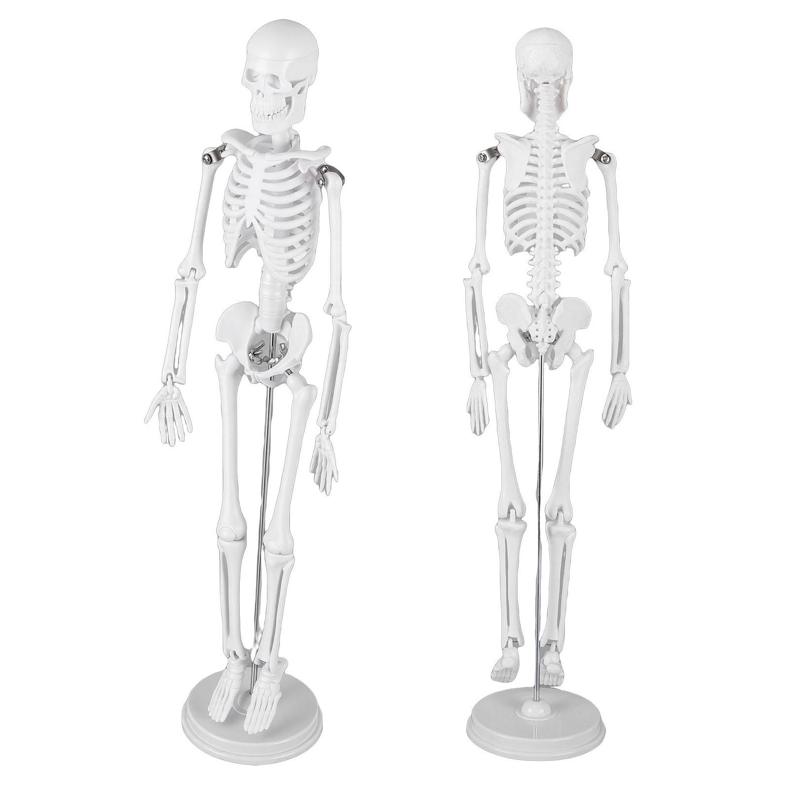 45cm Human Skeleton Model with Movable Arms and Legs Display Skeleton Model for Education Decoration