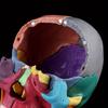 4D Colorful Human Skull Model Anatomical Anatomy Teaching Skeleton Head Studying Teaching Supplies