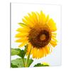 GLAS SKÄRBRÄDA 40x52 Blomma