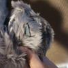 Real Fur Muffler Gray Coming of Age Ceremony Vintage Fur Stole Made in Japan Japanese Style