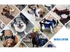 Pet Wheelchair: Rehabilitation Walking Aid & Booster Scooter for Dogs