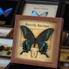 Real butterfly specimen photo frame, decorative painting, 3D ornament, handmade DIY, birthday gift, insect specimen