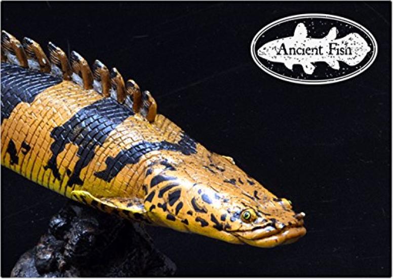 Polypterus endrikerii Soft Model (FF-004)