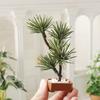 Artificial Pine Plant Miniature For Dollhouses Scene Plastic Pine Toy Accessory Retro Life Scene Photo Props
