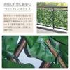 YAMAZEN Leaf Latisse (100 X 200 Cm), Wood Fence Type, Forest Green, LLE-12H(FG)