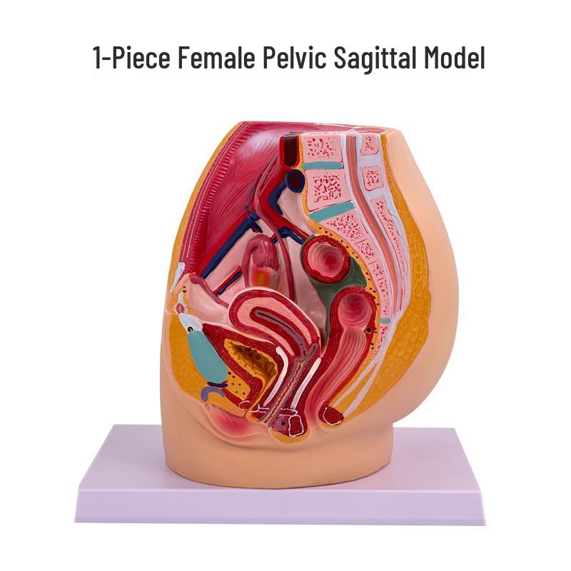 Female Pelvis and Urogenital System Teaching Model