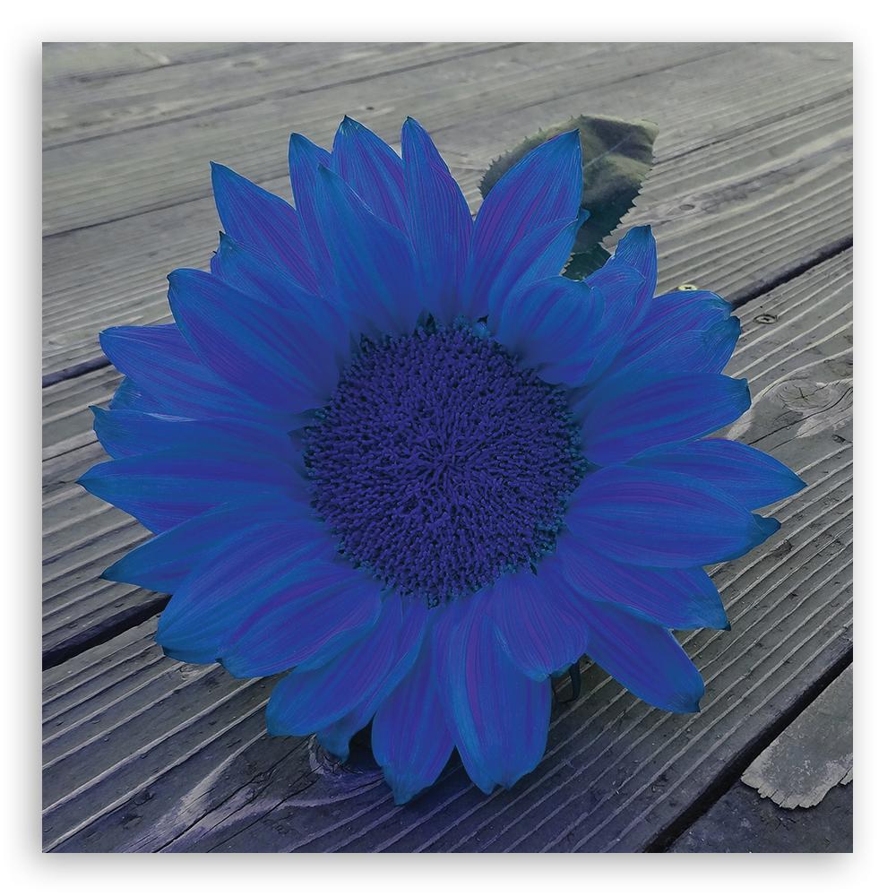 Canvas Print Blue Sunflower