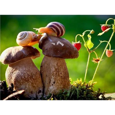 DIY 3D Diamant Malerei Pilz Schnecke Stickerei Kreuz Handwerk Stich Home Decor