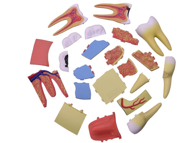 4D Human 6260013 Molar Anatomy Model Fame Master 4D Master Educational Toy STEM Triple-Root
