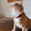 Katzenhalsband Hautfreundlich Verstellbar Mehrfarbig Sicherheitsgurt Haustierhalskette Haustierzubehör