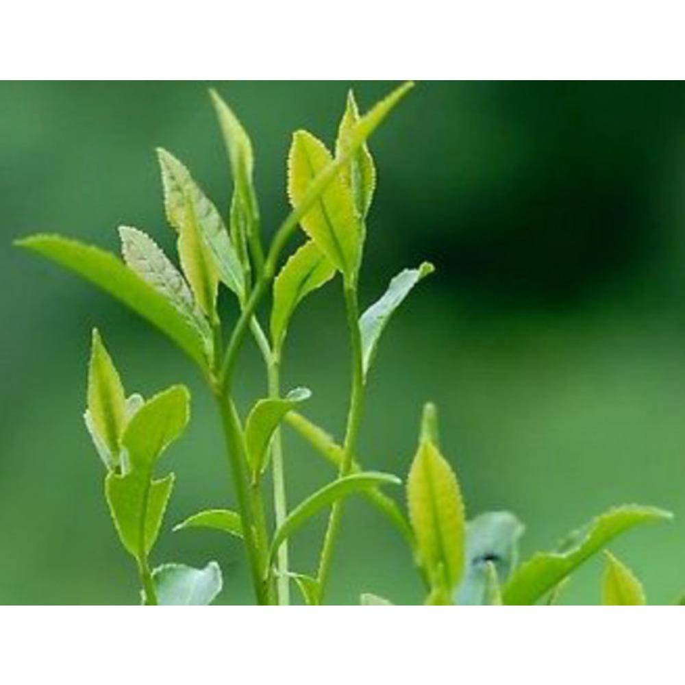 Dark Oolong Dahongpao Big Red Robe Tea 250g Premium Loose Leaf Wu Long