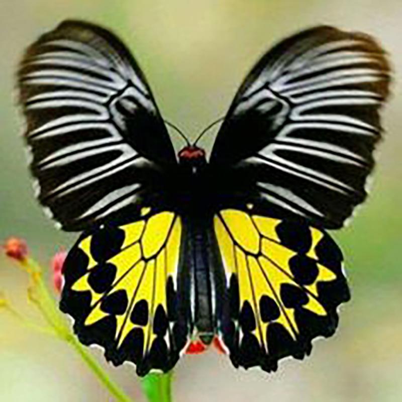 DIY motyl 5D diamentowe malowanie w pełni z okrągłych wierteł kwiat diamentowy haft Cross Stitch mozaika do wystroju pokoju Wall Art prezent