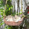 Sleeping Kitten Hanging Ornament Basket Cat Statue, Cute Figurine, Whimsical Garden Decor Resin for Outdoor Patio Porch Decoration Animal Sculpture