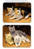 Cute Kitten Plush Pillow Doll - Small Floral Comfort Toy for Kids