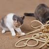 1Roll Tree Scratching Post Natural Sisal Rope Toy Pet Supplies DIY Cat Scratcher Rope Cats Paw Claw 4mm/6mm Furniture Protector