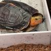 Small Pet Turtle Resting Basking Platform with Feeding Dish Reptiles Tortoises Climbing Ladder Plastic Habitat Decors