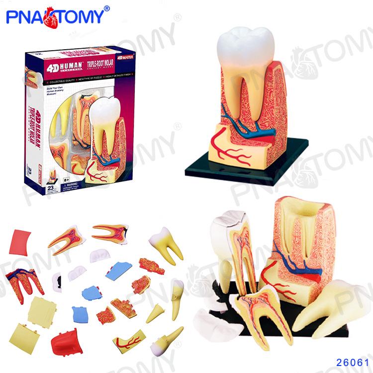 4D Human Anatomy Model: Brain, Heart, Eye, Ear, Pelvis, Knee, Muscle