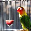 Stainless Steel Pet Fruit Fork Birds Food Holder Feeder Devices Pin Clip for Parrots Chinchilla