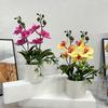 Multicolor Butterfly Orchid Artificial Flower Plastic Faux Moth Orchid Potted  Desktop Oranemnt