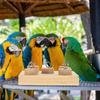 Wooden Household Parrot Accessory Wear-Resistant Interactive Conure Cockatiel Supply for Chewing Grinding Training