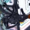 Props Halloween Party Decoration DIY Ornament Artificial Spider Black  Spider Horror Giant Spider Haunted House Decor