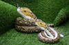 Takeoff Hub Realistic snake stuffed toy