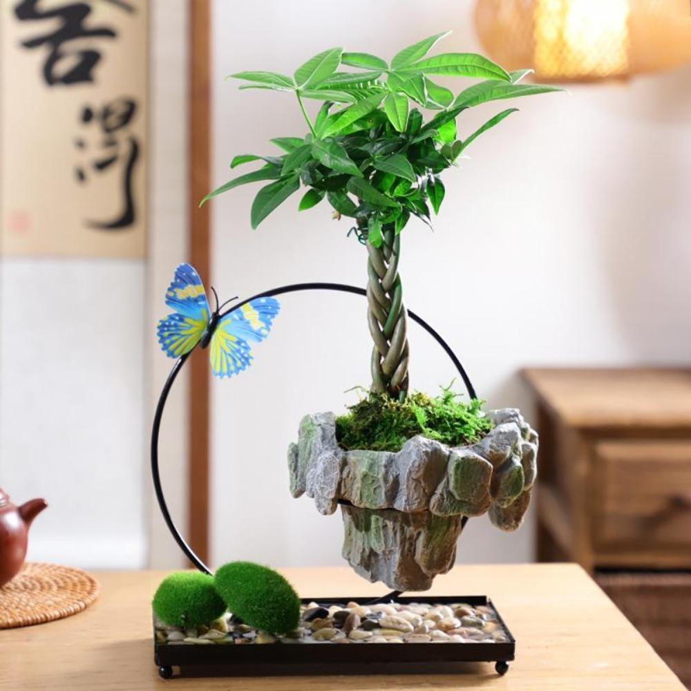 Facai Tree Nantianzhu Mizhu Bryophyte Green Plants Potted In the Living Room Office Small Leaf Rosewood Potted Landscape